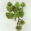 Fiorira' Un Giardino Hanging Sedum Branch