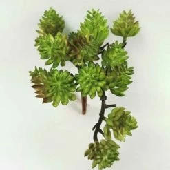 Fiorira' Un Giardino Hanging Sedum Branch