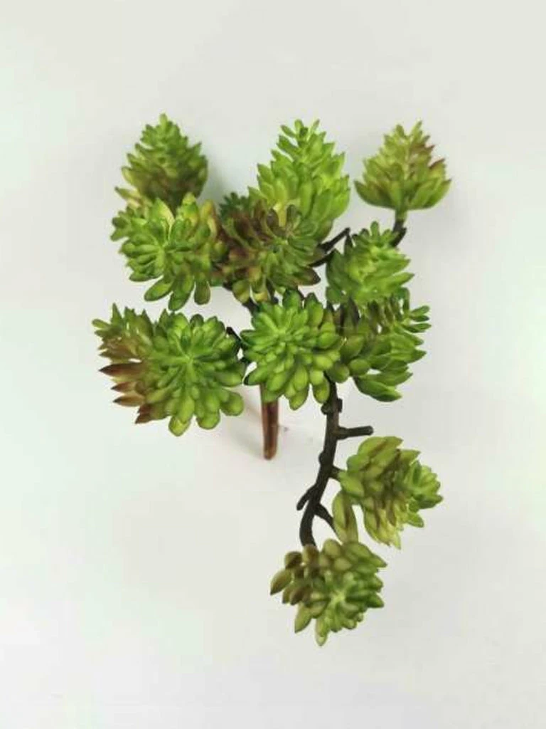 Fiorira' Un Giardino Hanging Sedum Branch 3 Fiorira' Un Giardino Hanging Sedum Branch